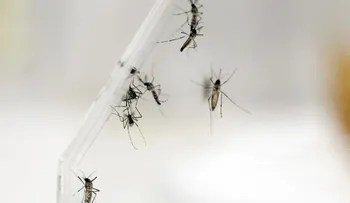 Científicos de EE.UU. localizan anticuerpos que protegen del zika
