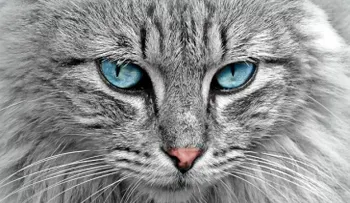 Crean una puerta inteligente para gatos