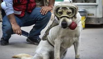 La perrita Frida no irá a Guatemala para ayudar con las labores de rescate