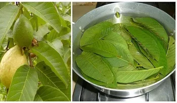 En estas hojas se esconde la cura definitiva para la diabetes y colesterol.