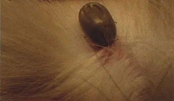 Las garrapatas, peligrosas para humanos y animales.