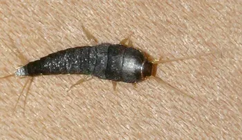 Cómo acabar con los pececillos de plata del baño