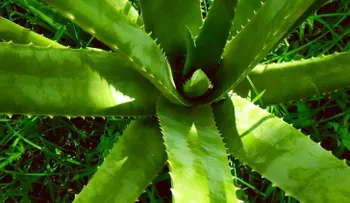 Jugo de aloe vera para aliviar la acidez estomacal 