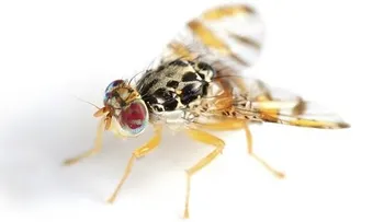 La Mosca del Mediterráneo