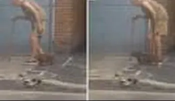 El perro más paciente del mundo
