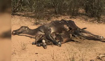 Animales escuálidos, tierra resquebrajada y escasez: el rastro de la sequía en Bolivia