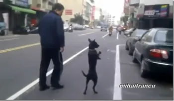 Perros que actúan como seres humanos