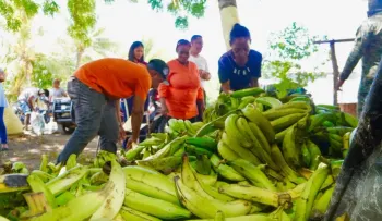 Precio del plátano varía de RD$4.50 en finca a más de RD$23 en mercados de Santo Domingo