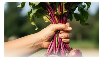 Beets: Clear Vision, Healthy Colon, and Slender Figure