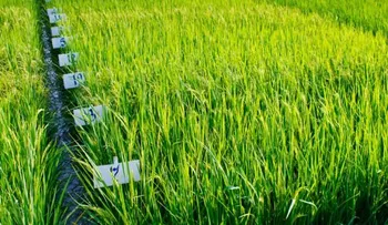 Tres proteínas extraída del arroz evitan que el VIH penetre en células humanas