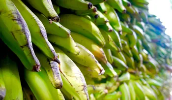 Inespre vende plátanos a 1.00 peso en sus mercados y bodegas móviles