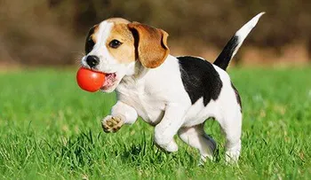 Los perros entienden palabras humanas, dicho por neurocientificos 
