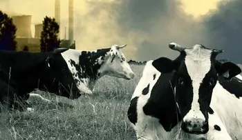 Comer menos carne reduce el cambio climático