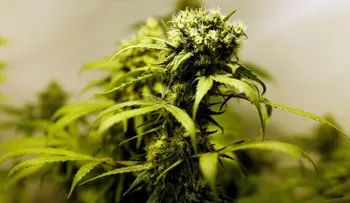 Científicos buscan determinar si el cannabis sirve para tratar el eccema, la psoriasis y otras enfermedades  