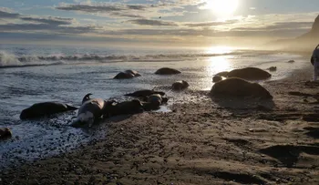 Hallan 25 morsas muertas en la costa de Alaska; autoridades investigan