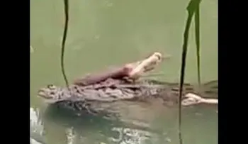 Imágenes pueden ser fuertes: Cocodrilo nada con cadáver de un hombre en sus mandíbulas