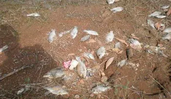 Encuentran miles de peces muertos en presa de Hatillo y el Río Yuna 