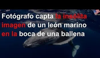 Una ballena se traga un león marino; impactante imagen 