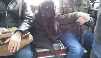 Eclipse, la perrita que viaja sola en colectivo para ir al parque
