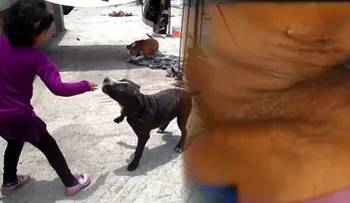  Perro Pit bull mata a dueña en Boca Chica 