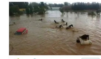 Decenas de animales amenazados por las inundaciones que azotan el sur de España