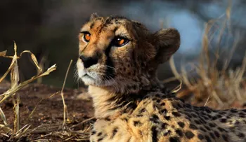 El guepardo, el animal terrestre más rápido del mundo, corre hacia la extinción