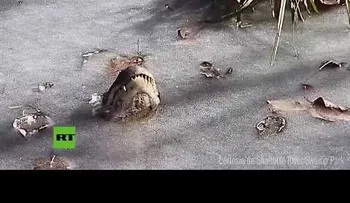 El Sáhara se cubre de nieve, en Australia murciélagos "se cuecen" vivos, y en EE.UU. tiburones se mueren