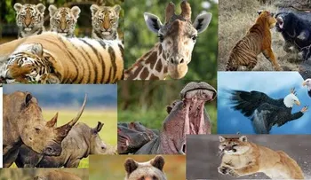 OMS tira indirecta a China: Recomienda prohibir la venta carne de animales salvajes 