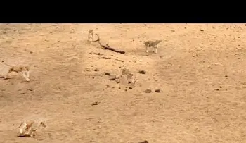 Jabalí evitó ser devorado por 7 leones y ser su plato del día. Oh maiga...