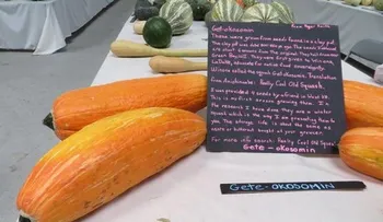 Logran cultivar un alimento de 800 años de antigüedad y el resultado es sorprendente