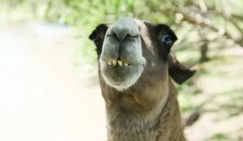 Anticuerpos de las llamas, mamíferos artiodáctilos, ayudarían contra el coronavirus 