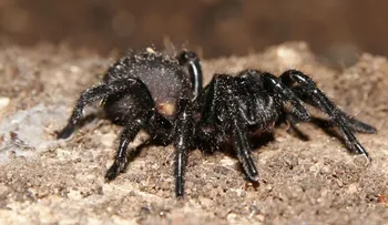 Uno de los venenos de araña más mortíferos puede ser clave para proteger el cerebro