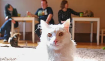 ¿Por qué Australia quiere matar a 2 millones de gatos salvajes?