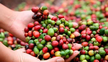 Firma comercial Rusa anuncia disposición comprar café producidos en el país