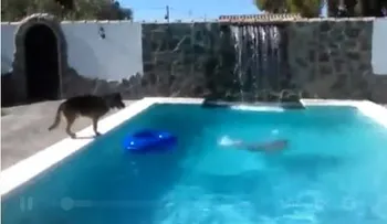 Increíble como este perro salva a un hombre de ahogarse (VIDEO)