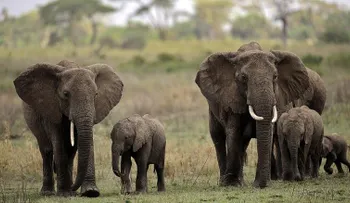 Sexta extinción masiva: la era de la "aniquilación biológica"