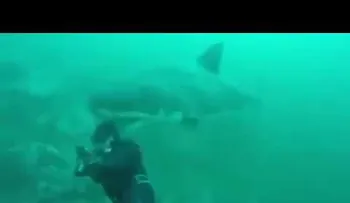 Un tiburón blanco casi le arranca la cabeza a un buceador