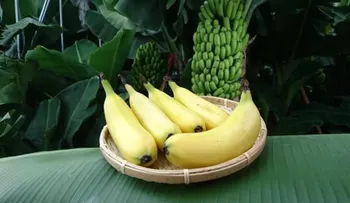 ¿Pagarías 6 dólares por comerte esta banana con todo y cáscara?