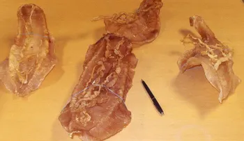 Doble ataque: la cocaína acuática acaba con dos especies en México