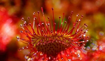 Las 5 plantas carnívoras más impactantes del mundo