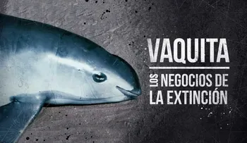 Vaquita marina: el negocio detrás de la extinción