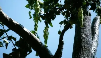 Narilatha, ¿una bella flor con cuerpo de mujer?