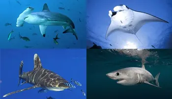 RD adopta protocolo para regular pesca de 5 especies de tiburones y mantarrayas 