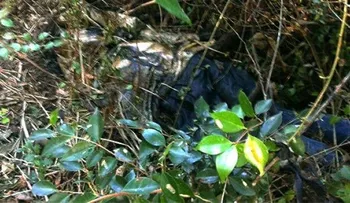 Encuentran cadáver sin brazos y sin piernas en unos matorrales de Bávaro