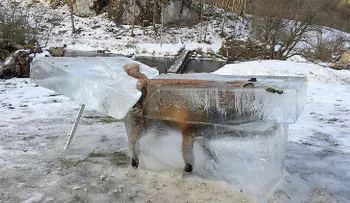 La foto de un zorro congelado en un bloque de hielo se vuelve tendencia en las redes