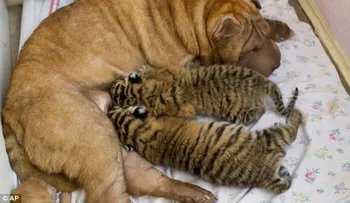 Rusia: Una perra adopta dos cachorros de tigre abandonados por su madre 