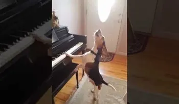 El perro artista que inspira a músicos de todo el mundo y que viraliza las redes sociales