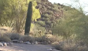 Hombre muere tras ser picado por más de 1.000 abejas en Arizona
