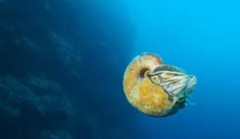 Animal marino considerado fósil viviente reaparece