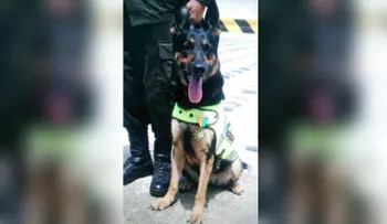 Sombra, la perrita policía que está en la mira de la mafia colombiana